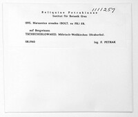 Marasmius oreades image